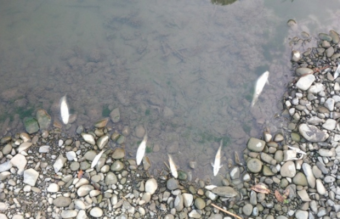 Береги Латориці біля Мукачева "вкриті" мертвою рибою