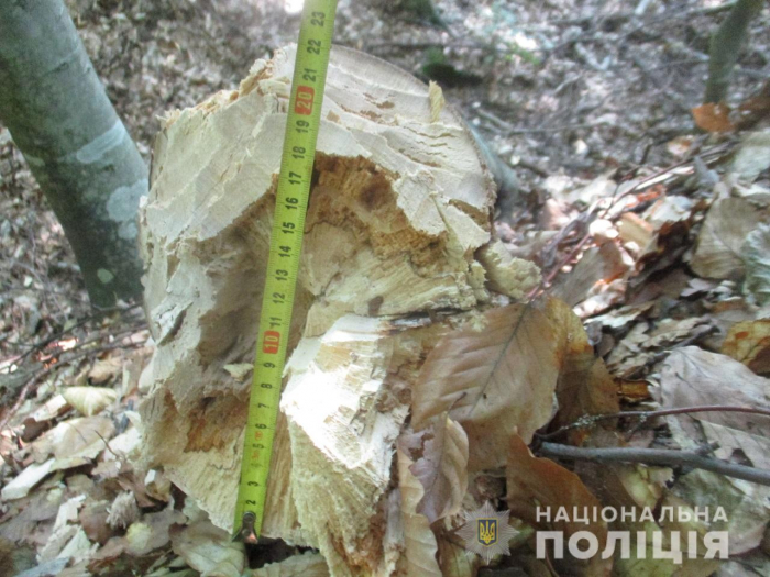 На Перечинщині за два зрубані деревцята поліція завела на чоловіка кримінальну справу