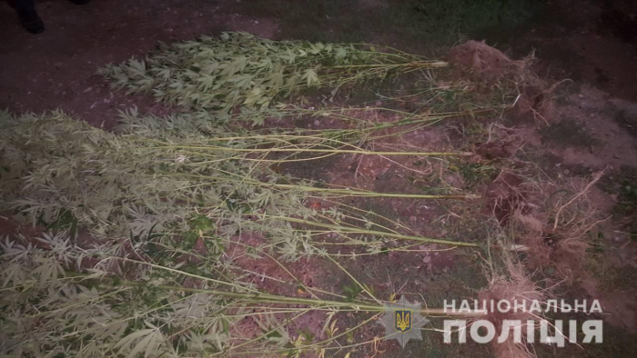 Мукачівка "легалізувала" наркотичну коноплю на власному городі