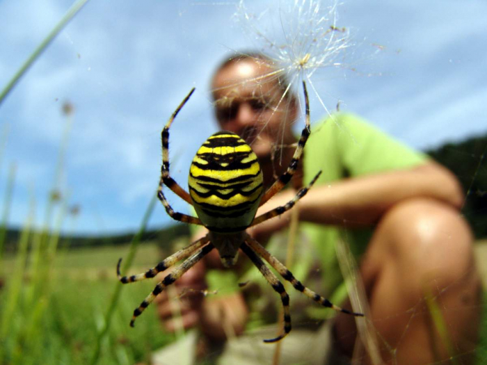 Чи є привід для хвилювань? Отруйних павучків побачили в Хусті та Ужгороді
