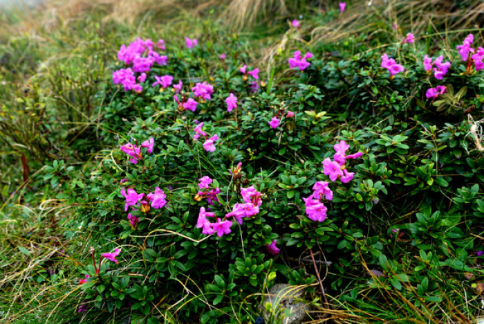Квітки кохання вкрили підніжжя найвищої гори Карпат — Говерли