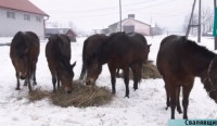 В Голубиному через фінансові проблеми двом останнім конюхам вказали на двері (ВІДЕО)