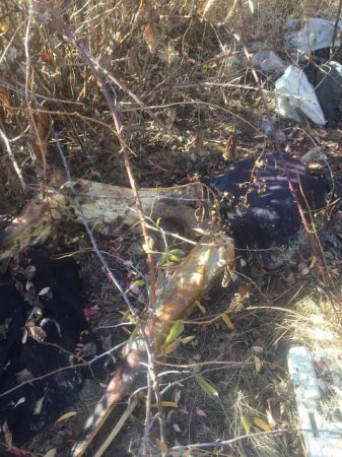 Поліція з'ясовує чиє напіврозкладене тіло без голови знайшли у Виноградові (ФОТО 18+)