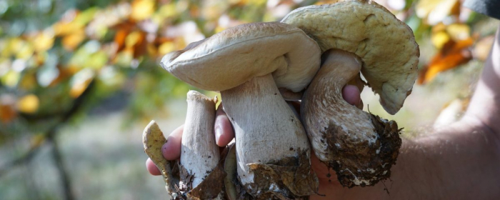 Як збирати гриби в лісі? Лайфхаки від від лісівників Міжгірщини