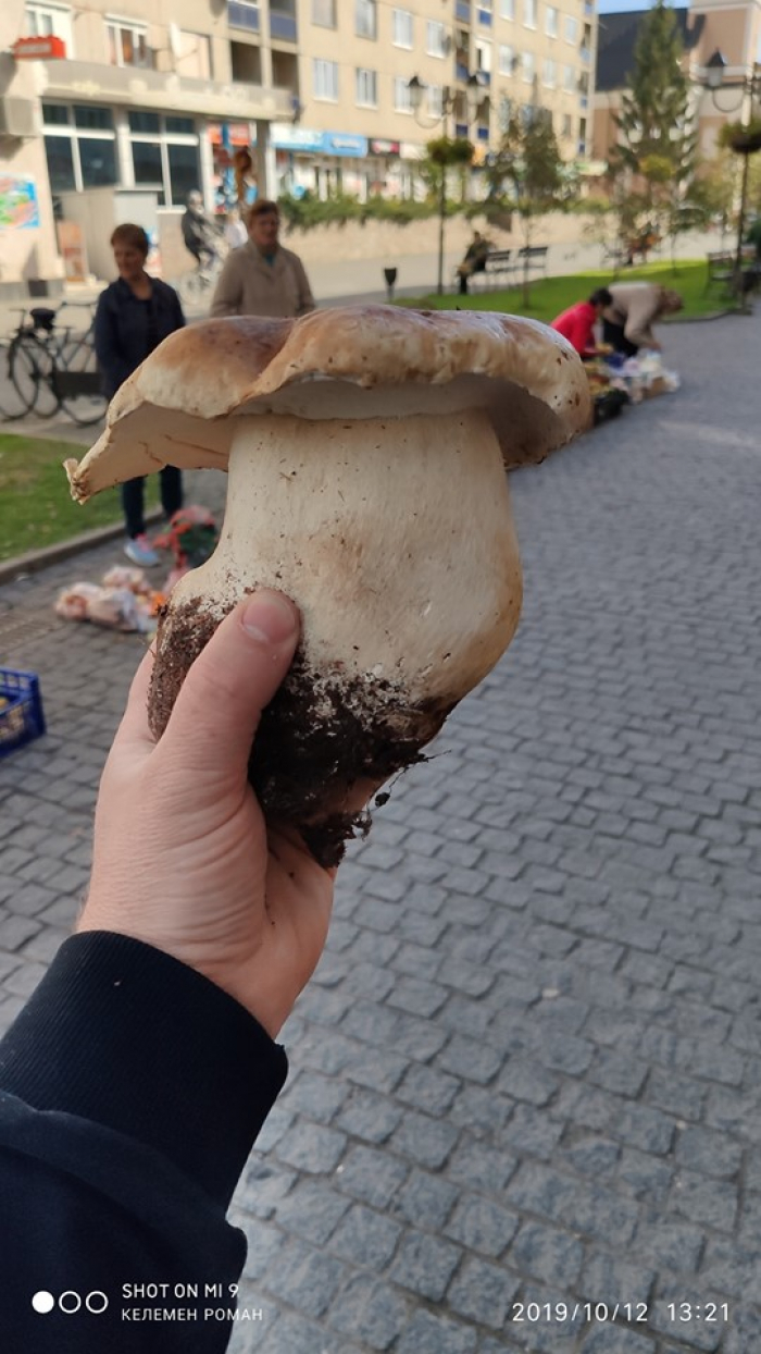 У Хусті знайдено білий гриб вагою в один кілограм (ФОТОФАКТ)