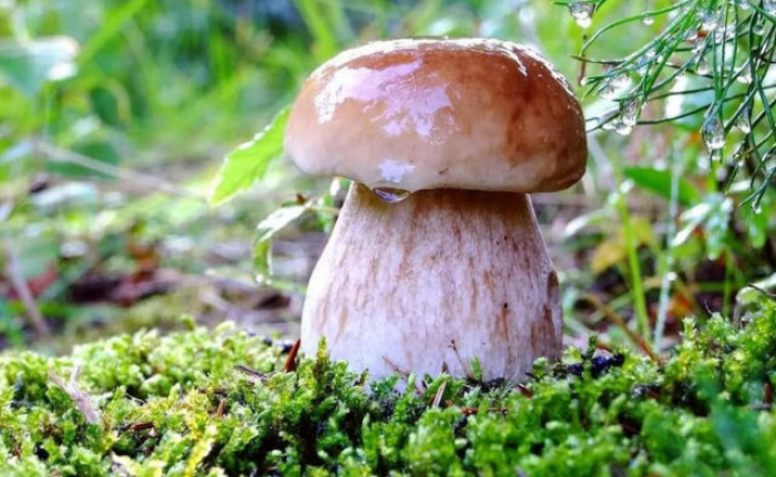 Сезон осінніх грибів на Закарпатті: як вберегтися від отруєння? (ВІДЕО)
