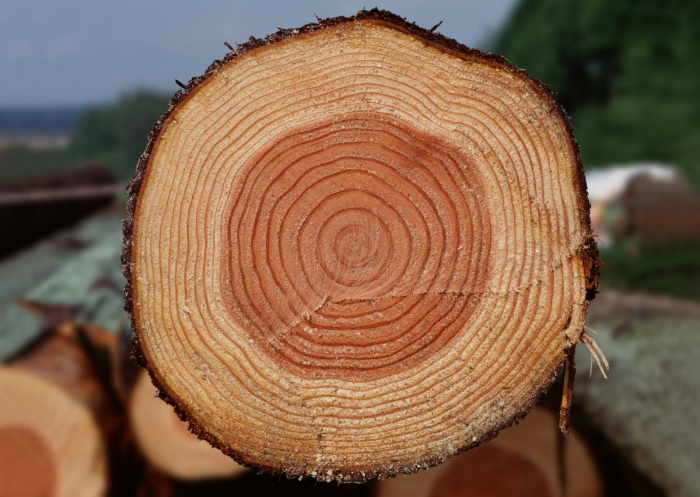 На Закарпатті викрито схему злочинного експорту деревини до ЄС