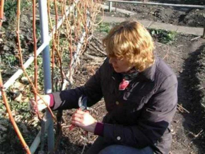 Шпаргалка: правила осіннього обрізання винограду