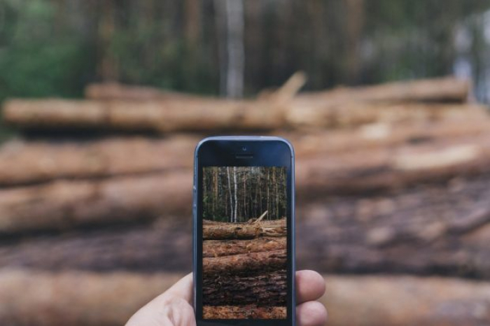 Смартфон у лісі – в поміч закарпатцям для перевірки законності рубок (ВІДЕО)