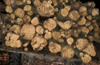 Прикордонники затримали на Березнянщині вантажівку з незаконно вирубаною деревиною