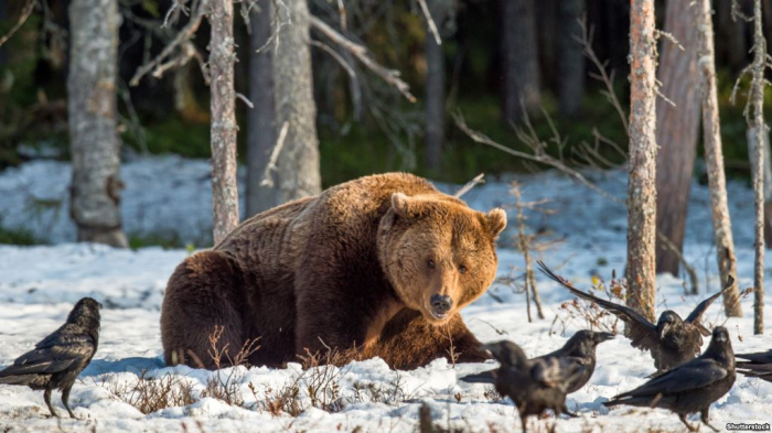 Мед і психологічна реабілітація – травмованих на Донбасі ведмедів відгодовують на Закарпатті
