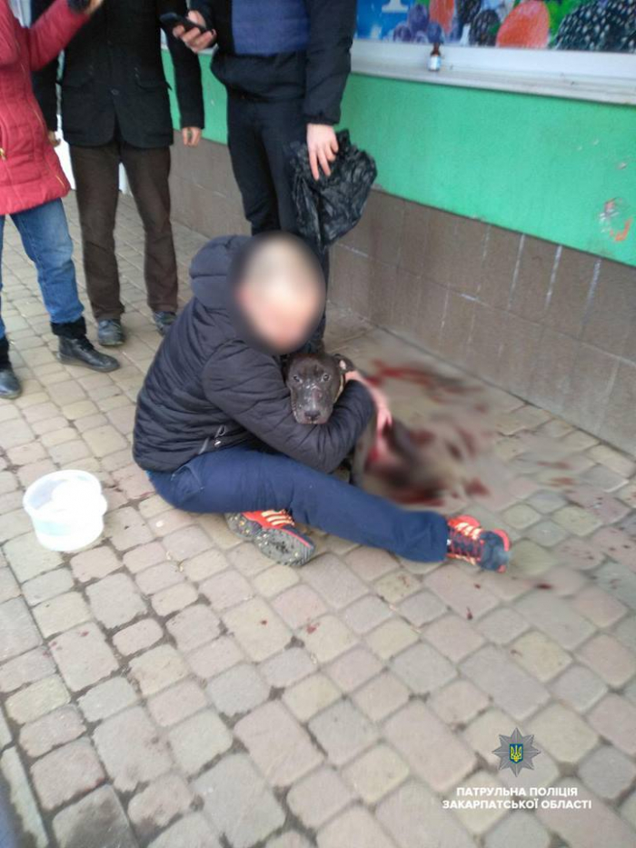 Нелюдський вчинок: в центрі Ужгорода знайшли собаку з ножовими пораненнями