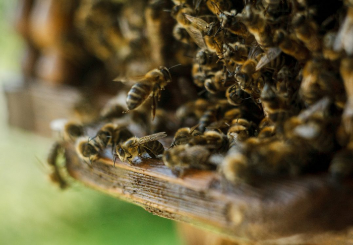 Цілющий скарб від природи: на Закарпатті нарахували понад 68 тисяч бджолиних сімей