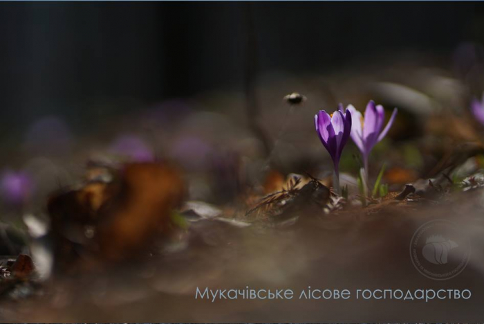Лісівники Закарпаття показали цвітіння незвичайної квітки Шафрана Гейфеля (ВІДЕО)