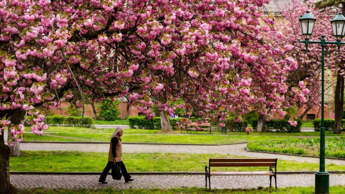 Початок цвітіння сакур в Ужгороді закарпатські синоптики прогнозують на 10-14 квітня (ВІДЕО)