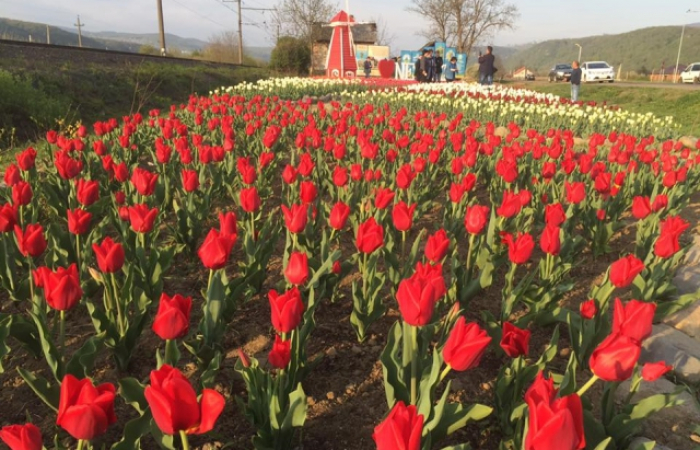 Маленька Голландія: перед в’їздом у село Невицьке створили квіткову фотозону (ФОТО)