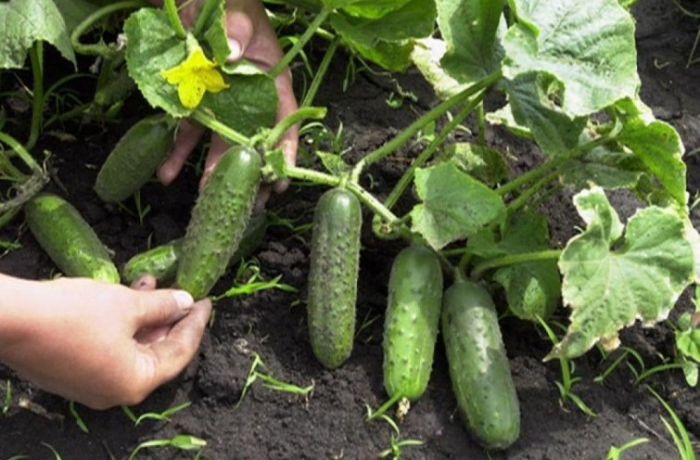 Без хімікатів та з голландського насіння: як вирощують ранні огірки в Закарпатті (ВІДЕО)