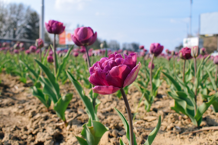 Краса по-ужгородськи: в місті розквітають тюльпани (ФОТО)