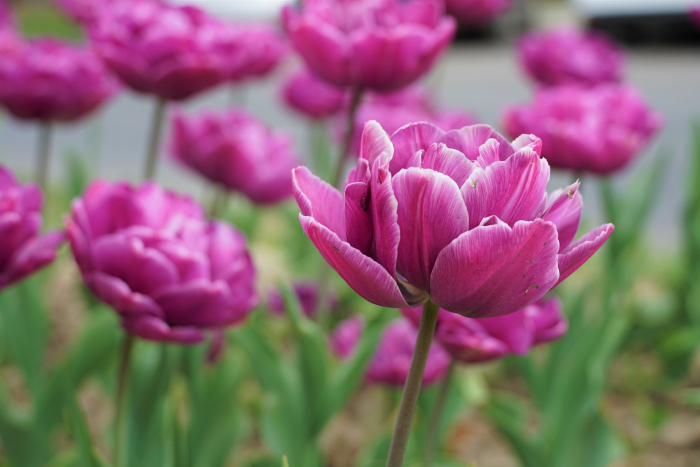Тюльпановий рай: проспект Свободи в Ужгороді розквітнув різними кольорами (ФОТО)