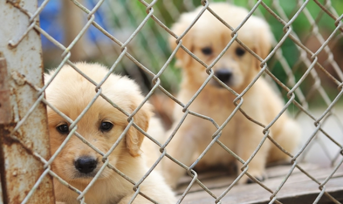 Оце так експеримент: в ужгородському притулку для тварин влаштують вечірку!