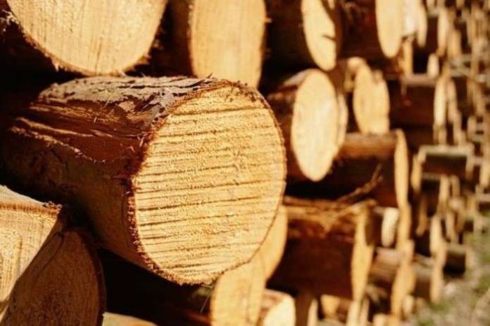 Сила мистецтва: тячівський різьбяр творить неймовірні скульптури (ВІДЕО)