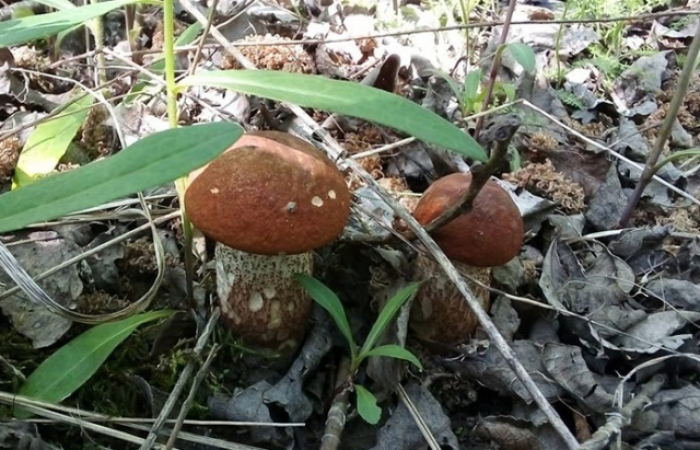 Перші весняні грибочки вже на Закарпатті – краяни публікують фото у соцмережах