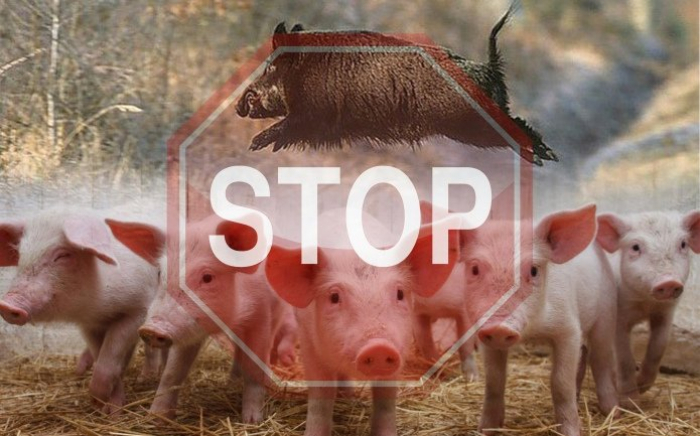 В Закарпатті пересторога через африканську чуму свиней в сусідніх Угорщині та Словаччині