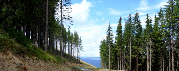 Як змінилися лісові дороги на Закарпатті за останні роки (ВІДЕО)