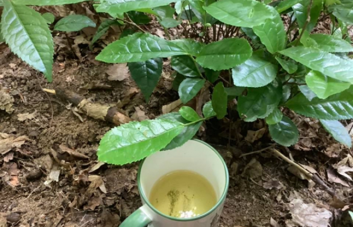 Чайна плантація на Закарпатті вважається закинутою, хоча тут досі ростуть кущі смачного чаю (ФОТО)
