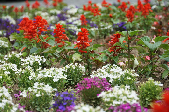 Ужгород цвіте: літнє місто переливається всіма барвами квітів  