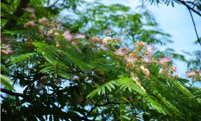 Справжня екзотика: в Ужгороді квітне унікальне дерево – Альбіція Ленкоранська