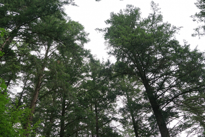 Як лісівники примножують карпатський ліс новими породами дерев