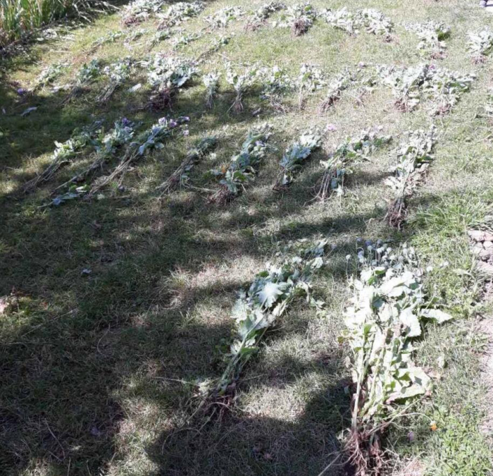 На Великоберезнянщині у місцевого жителя правоохоронці виявили 400 рослин снотворного маку