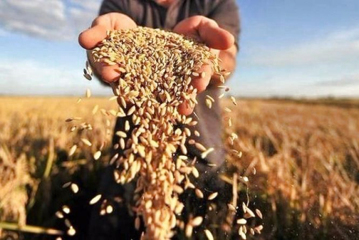 На Закарпатті вже почалася збиральна кампанія ранніх зернових культур