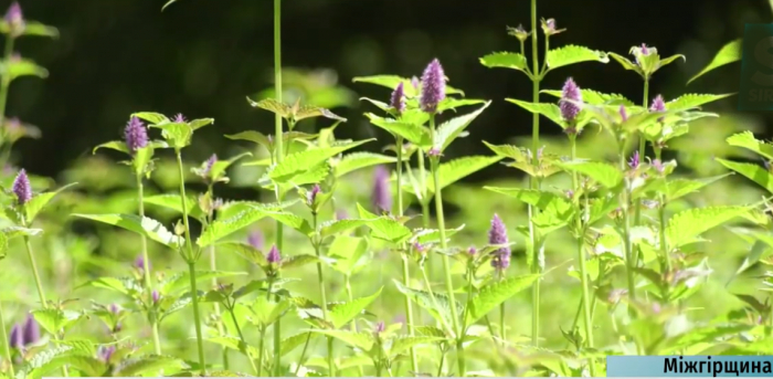 Біля озера Синевир вирощують три види лікарських рослин для еко-чаїв