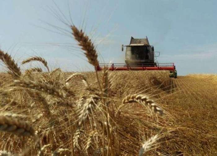 На Закарпатті стартувала збиральна кампанія зернових культур (ВІДЕО)