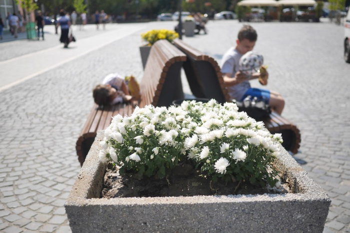 Різнокольорові хризантеми додали яскравих барв ужгородським клумбам (ФОТО)