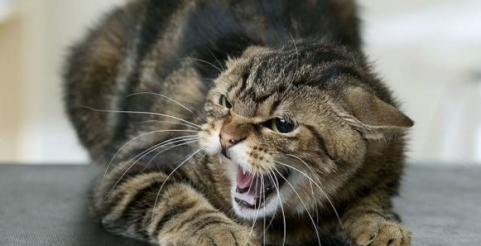 На Хустщині в кішки зафіксували випадок сказу – готуються спеціальні заходи