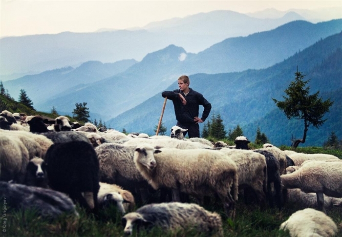 Традиції, незмінні протягом століть: вівчарство має шанс стати однією з головних агротуристичних родзинок Закарпаття
