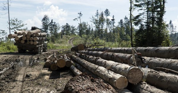 На Тячівщині лісівники допустили незаконну порубку деревини у лісгоспі на понад 1,2 млн гривень