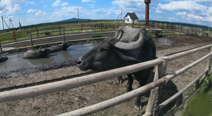 Буйволина ферма на Закарпатті – єдина в Україні, котра зібрала колектив із працелюбних карпатських ковбоїв