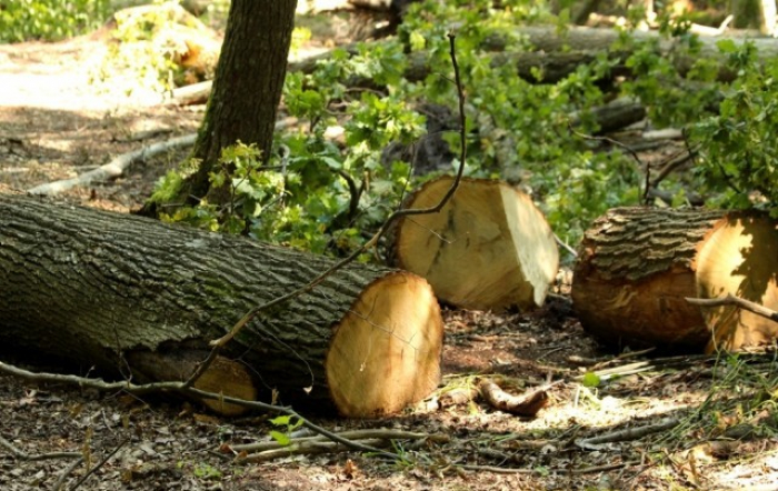 На Рахівщині двійко місцевих нарубали дерев на 200 тис. грн у заповіднику