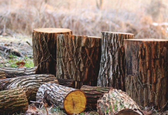 Двоє мешканців Великоберезнянщини, які зрубали 16 дерев в заповіднику, тепер "мають справу" з Прокуратурою