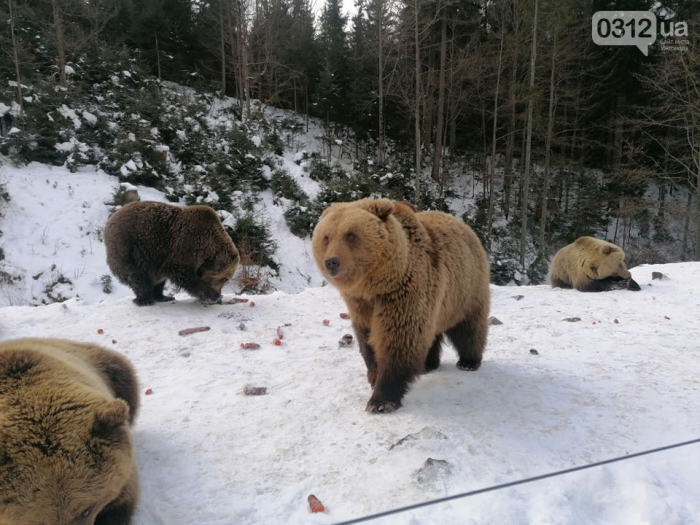 Ведмедям на Закарпатті не до сну: клишоногі досі тішать туристів в Синевирі (ФОТО, ВІДЕО)