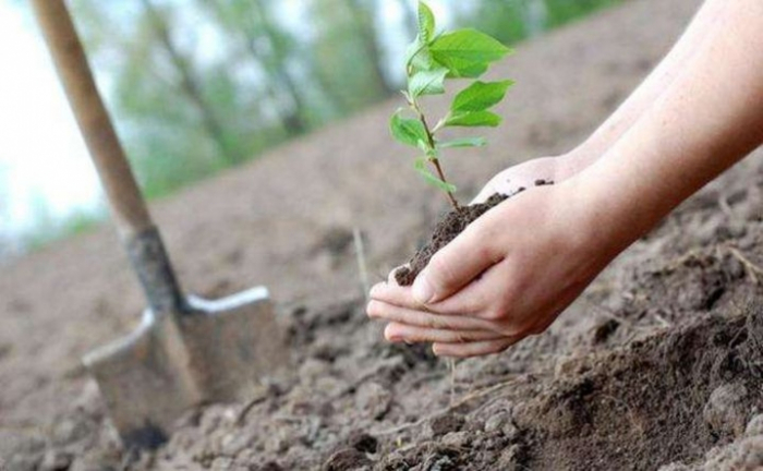 Закарпаття долучилось до Всеукраїнської акції – висаджено близько 80 тисяч дерев