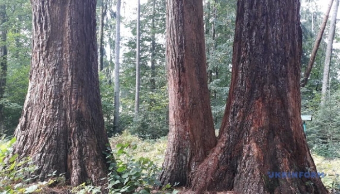 Столітня гігантоманія: в лісі на Закарпатті ростуть дерева-мамонти (ФОТО)