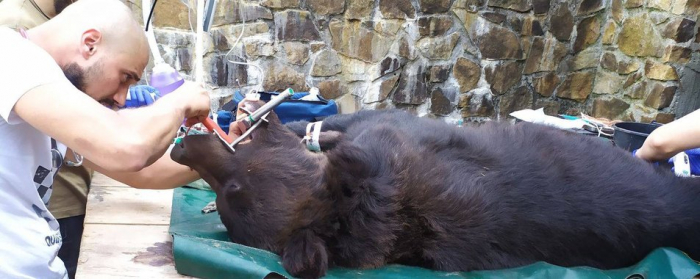 Франківські ветеринари лікували ведмедів на Закарпатті

