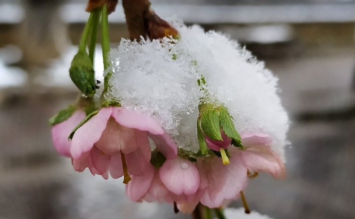 У Мукачеві випав перший сніг і зацвіла сакура