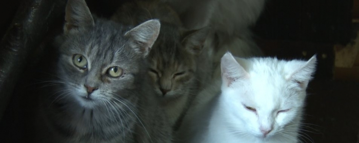 Близько сотні котів живе в готелі на Міжгірщині
