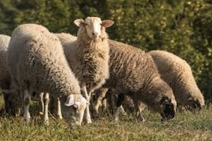Вівчарство на Закарпатті піднімає «Традиційна бринза Хустщини»